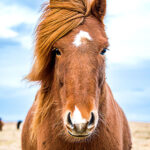 horse, mare, wilderness, stallion