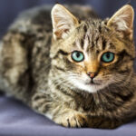 Portrait close-up picture on little cat with blue eyes
