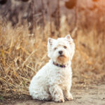 Small dog breeds White Terrier walks in the autumn