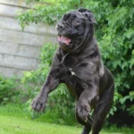 mastino-napoletano-672800_1280